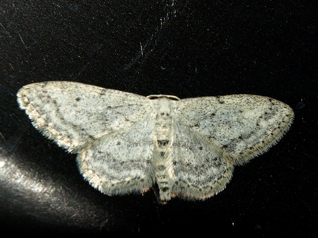 Udea olivalis